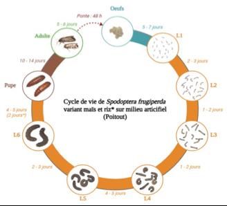 Shéma : Cycle de vie de Spodoptera frugiperda