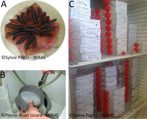 Production nématodes