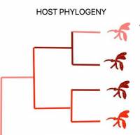 schema_Host_Phylogeny