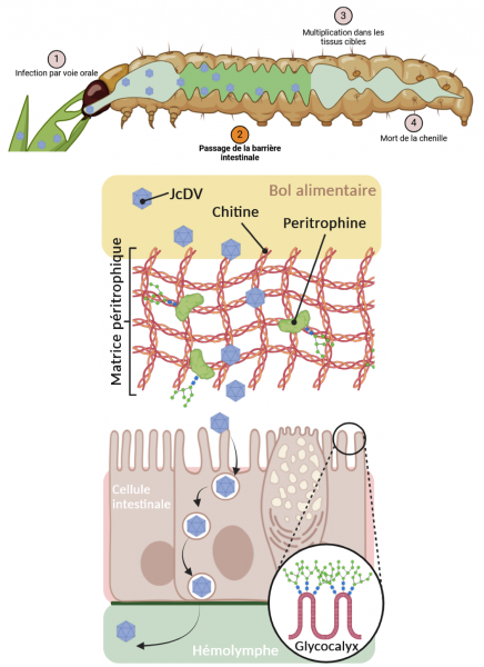 Densovirus pathogenese