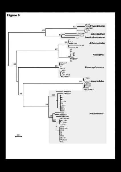 Microbiome_Fig3_ArbrePhylogenetique_isolats_S-carpocapsae