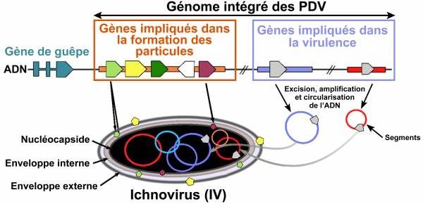 Schéma : Organisation séquences virales intégrées au génome de la guêpe parasitoïde