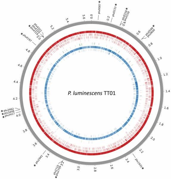 Shéma : Premier methylome bacterie entomopathogene