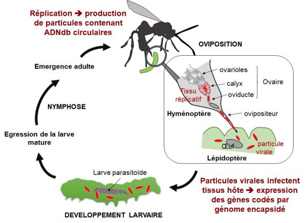 Shéma : cycle de vie d'une guêpe parasitoïde