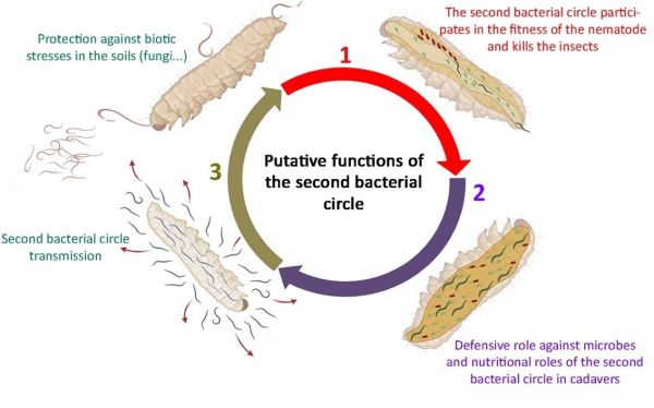 Microbiome Figure 5 Fonctions Potentielles Cercle Bactérien