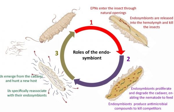 Microbiome_Schema_Role_Bacteries_Endosymbiotiques