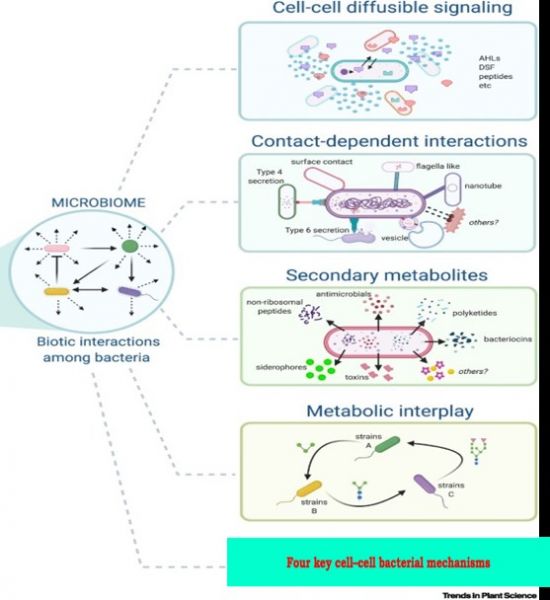 Communication, schema Interactions Bacteriennes