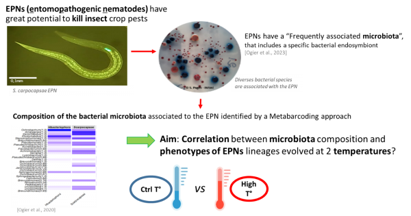 shéma : Propriétés adaptatives  pathobiome