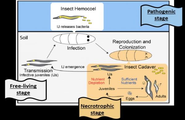 Communication- schéma Phase Necrotrophe