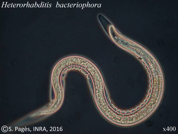 larve de nématode Heterorhabditis X400v2