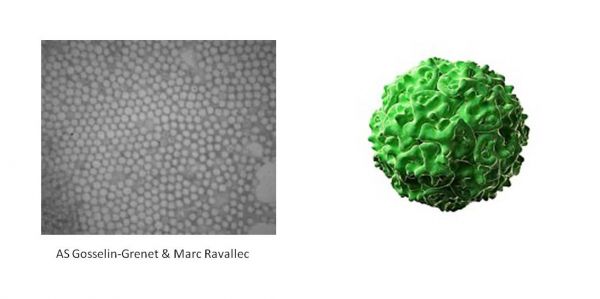 photos_densovirus