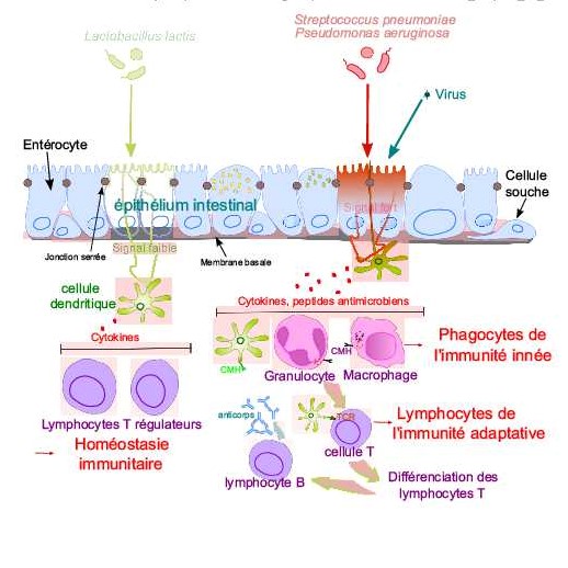 l'homeostasie_vs_reponse_immunitaire